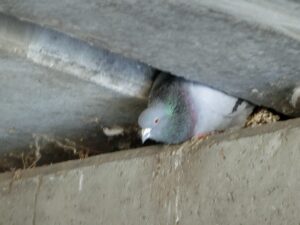 小樽運河クルーズ「鳩のマンション」